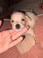 Bambi , a female Irish Terrier and American Pit Bull Terrier for sale in Waianae, HI – Photo 1 of 4