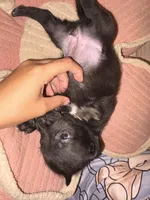 Bambi , a female Irish Terrier and American Pit Bull Terrier for sale in Waianae, HI – Photo 3 of 4