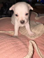 Bambi , a female Irish Terrier and American Pit Bull Terrier for sale in Waianae, HI – Photo 2 of 4