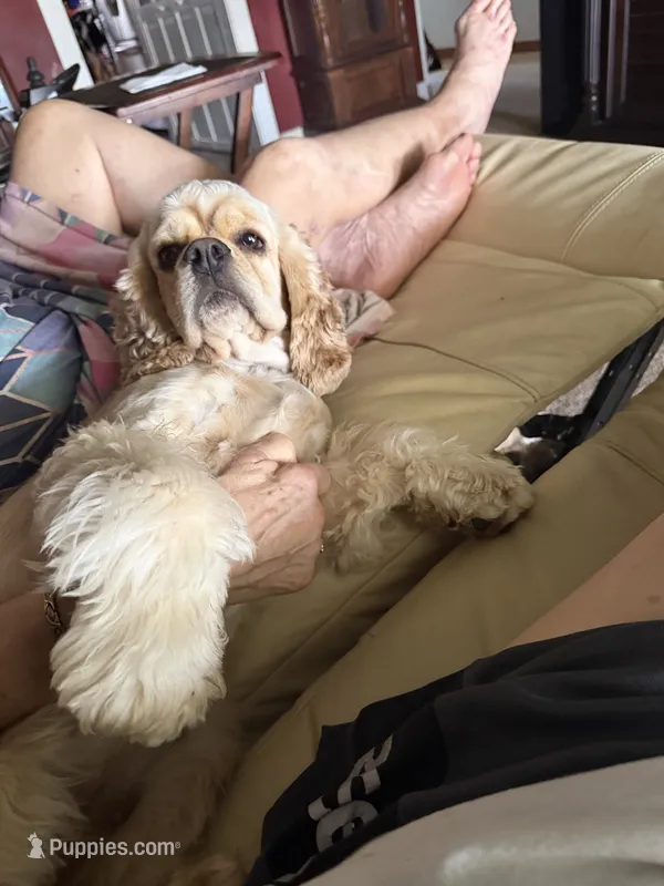 Bonnie – Cocker Spaniel puppy for sale in Bourg, LA