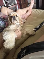 Bonnie, a female Cocker Spaniel for sale in Bourg, LA – 1 of 3