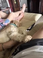 Bonnie, a female Cocker Spaniel for sale in Bourg, LA – 2 of 3