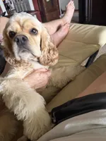 Bonnie, a female Cocker Spaniel for sale in Bourg, LA – 3 of 3