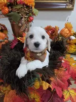 Cocker, a male Cockapoo for sale in Tampa, FL – 2 of 2