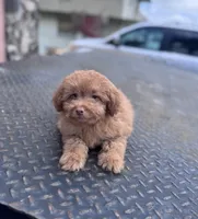 Maltipoo male, a male Maltipoo for sale in Tampa, FL – Photo 2 of 3