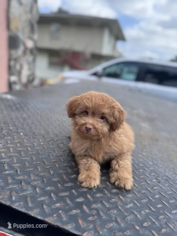 Maltipoo male – Maltipoo puppy for sale in Tampa, FL
