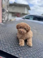 Maltipoo male, a male Maltipoo for sale in Tampa, FL – Photo 1 of 3