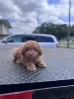 Maltipoo male, a male Maltipoo for sale in Tampa, FL – Photo 3 of 3