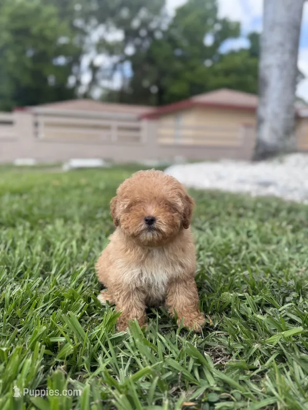 Maltipoo male – Maltipoo puppy for sale in Tampa, FL