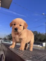 Golden, a female Golden Retriever for sale in Tampa, FL – Photo 3 of 3