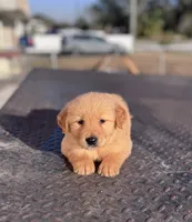 Golden, a female Golden Retriever for sale in Tampa, FL – Photo 1 of 3