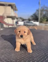 Golden, a female Golden Retriever for sale in Tampa, FL – Photo 2 of 3