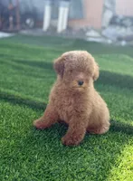Male toy , a male Poodle - Toy  for sale in Tampa, FL – 1 of 3
