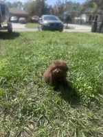 Toy Aussiedoodle , a male Poodle - Toy  and Toy Australian Shepherd for sale in Tampa, FL – Photo 2 of 3