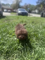 Toy Aussiedoodle , a male Poodle - Toy  and Toy Australian Shepherd for sale in Tampa, FL – Photo 1 of 3