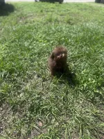 Toy Aussiedoodle , a male Poodle - Toy  and Toy Australian Shepherd for sale in Tampa, FL – Photo 3 of 3