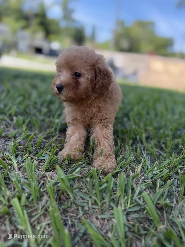 Female toy – Poodle - Toy  puppy for sale in Tampa, FL