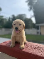 Golden boy, a male Golden Retriever for sale in Tampa, FL – 2 of 3