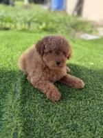 Male toy , a male Poodle - Toy  for sale in Tampa, FL – 2 of 3