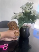 Toy, a female Poodle - Toy  for sale in Tampa, FL – 2 of 3