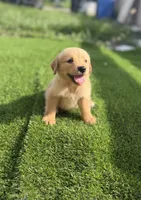 Golden, a female Golden Retriever for sale in Tampa, FL – 3 of 4