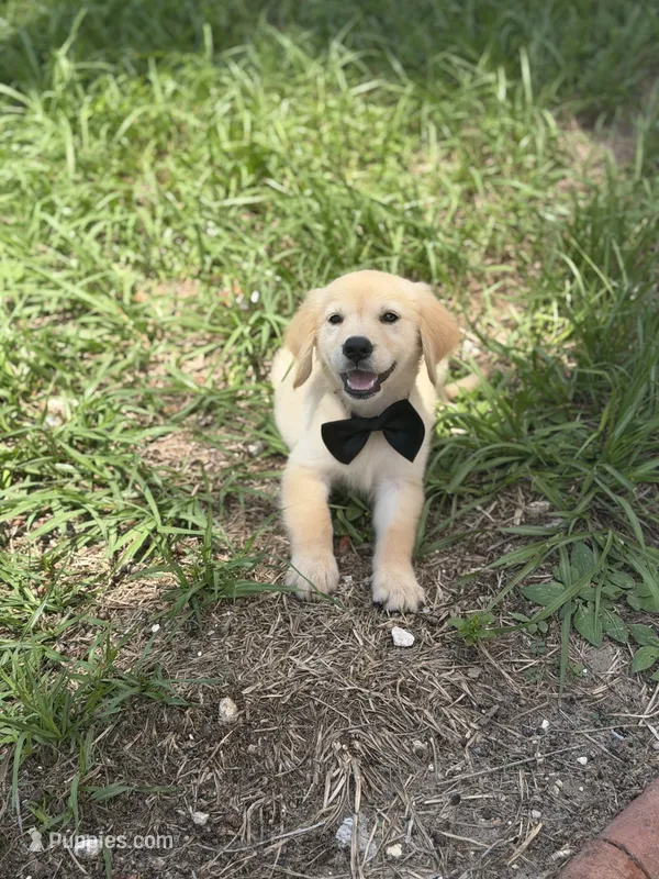 Golden – Golden Retriever puppy for sale in Tampa, FL
