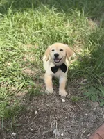Golden, a female Golden Retriever for sale in Tampa, FL – 1 of 3