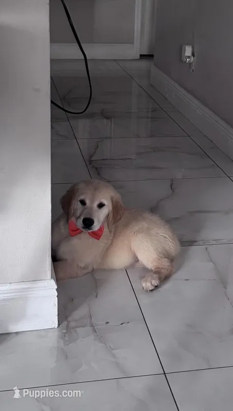 Female golden – English Cream Golden Retriever puppy for sale in Tampa, FL