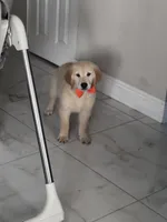 Female golden, a female English Cream Golden Retriever for sale in Tampa, FL – Photo 3 of 3