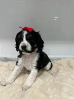 Cocker, a female Cocker Spaniel for sale in Tampa, FL – 2 of 3