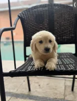 Female golden, a female Golden Retriever for sale in Tampa, FL – Photo 2 of 2