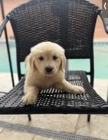 Female golden, a female Golden Retriever for sale in Tampa, FL – Photo 1 of 2