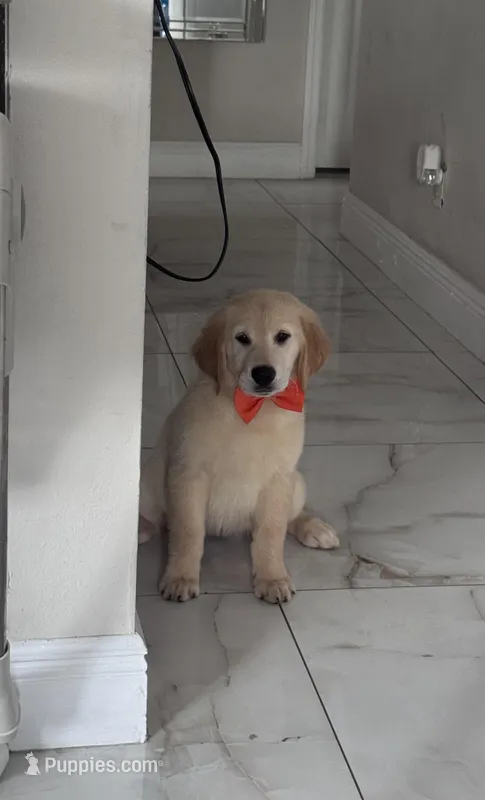 Female golden – Golden Retriever puppy for sale in Tampa, FL