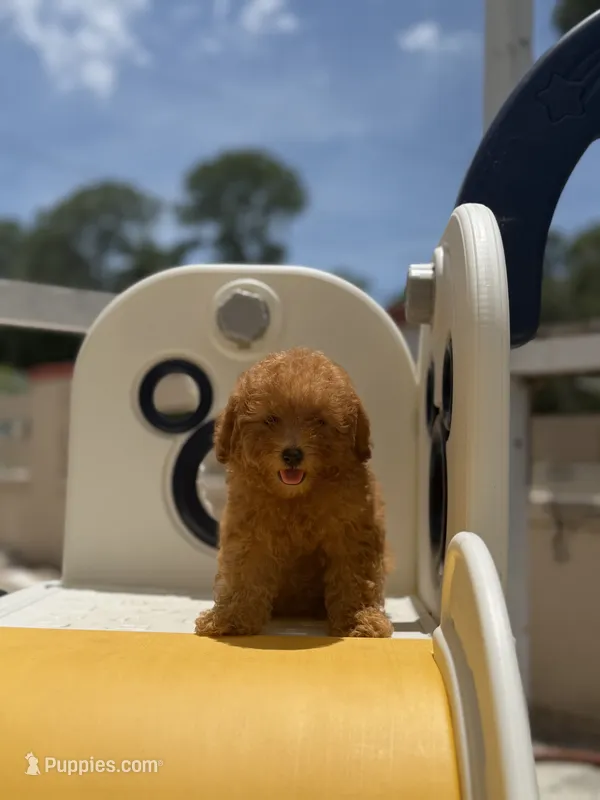 Female toy – Poodle - Toy  puppy for sale in Tampa, FL