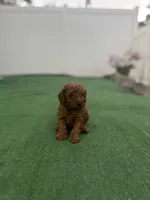 Puppy, a male Poodle - Toy  for sale in Tampa, FL – Photo 3 of 3