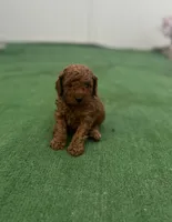 Puppy, a male Poodle - Toy  for sale in Tampa, FL – Photo 1 of 3
