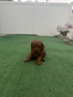 Puppy, a male Poodle - Toy  for sale in Tampa, FL – Photo 2 of 3