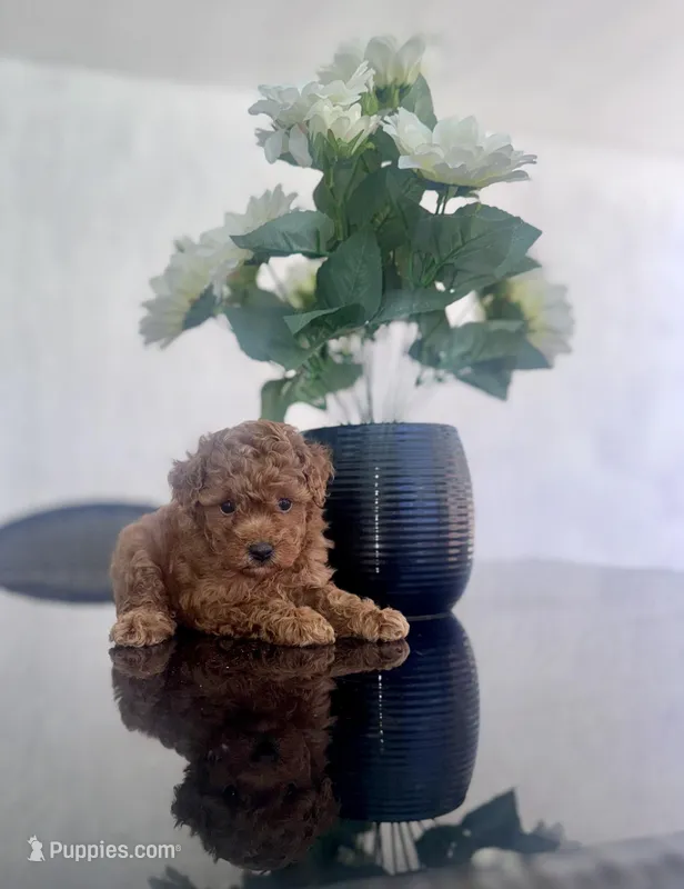 Female toy – Poodle - Toy  puppy for sale in Tampa, FL
