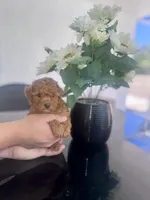 Female toy, a female Poodle - Toy  for sale in Tampa, FL – Photo 2 of 3