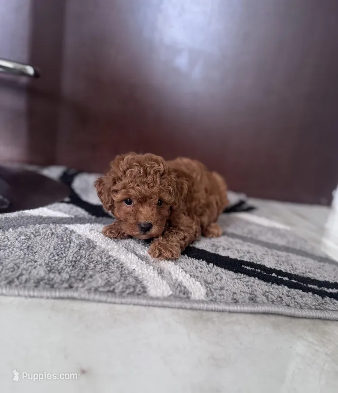 Female toy – Poodle - Toy  puppy for sale in Tampa, FL