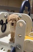 Maltipoo, a male Maltipoo and Poodle - Toy  for sale in Tampa, FL – 1 of 3