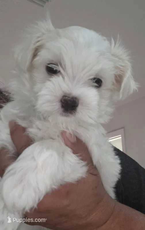 Maltese – Maltese puppy for sale in Tampa, FL