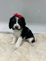 Cocker, a female Cocker Spaniel for sale in Tampa, FL – 3 of 3