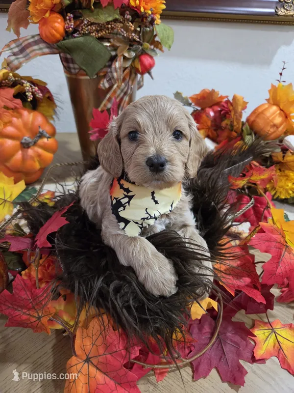 Cocker – Cockapoo puppy for sale in Tampa, FL