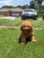  toy, a male Poodle - Toy  for sale in Tampa, FL – 1 of 3