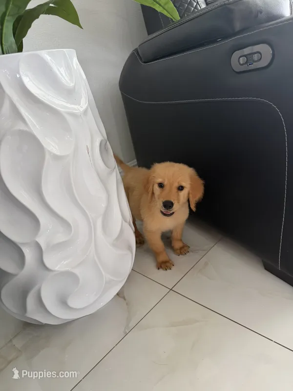 Golden boy – Golden Retriever puppy for sale in Tampa, FL