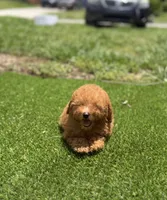  toy, a male Poodle - Toy  for sale in Tampa, FL – 3 of 3