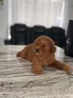  toy, a female Poodle - Toy  for sale in Tampa, FL – 3 of 3