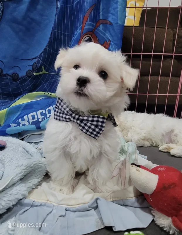 Maltese – Maltese puppy for sale in Tampa, FL