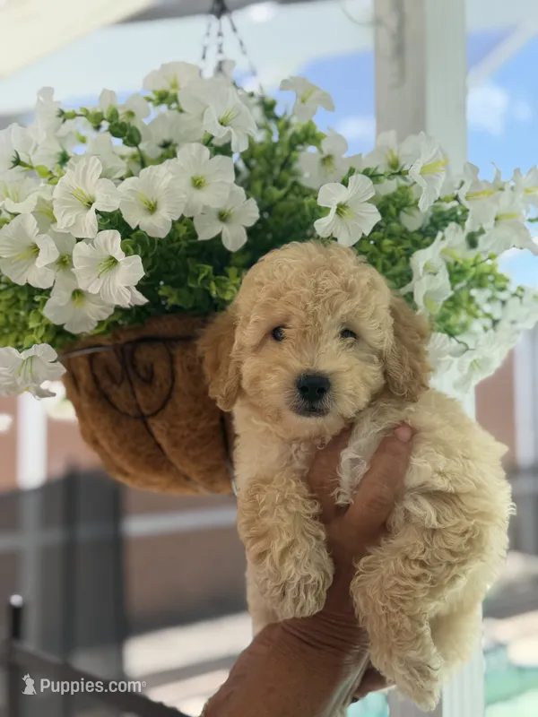 Maltipoo – Maltipoo, Poodle - Toy  puppy for sale in Tampa, FL